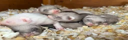 Ferret rodents for sale: Ferret kits in Rainham - Advert 1