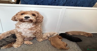 Cavapoo dogs - Advert 3