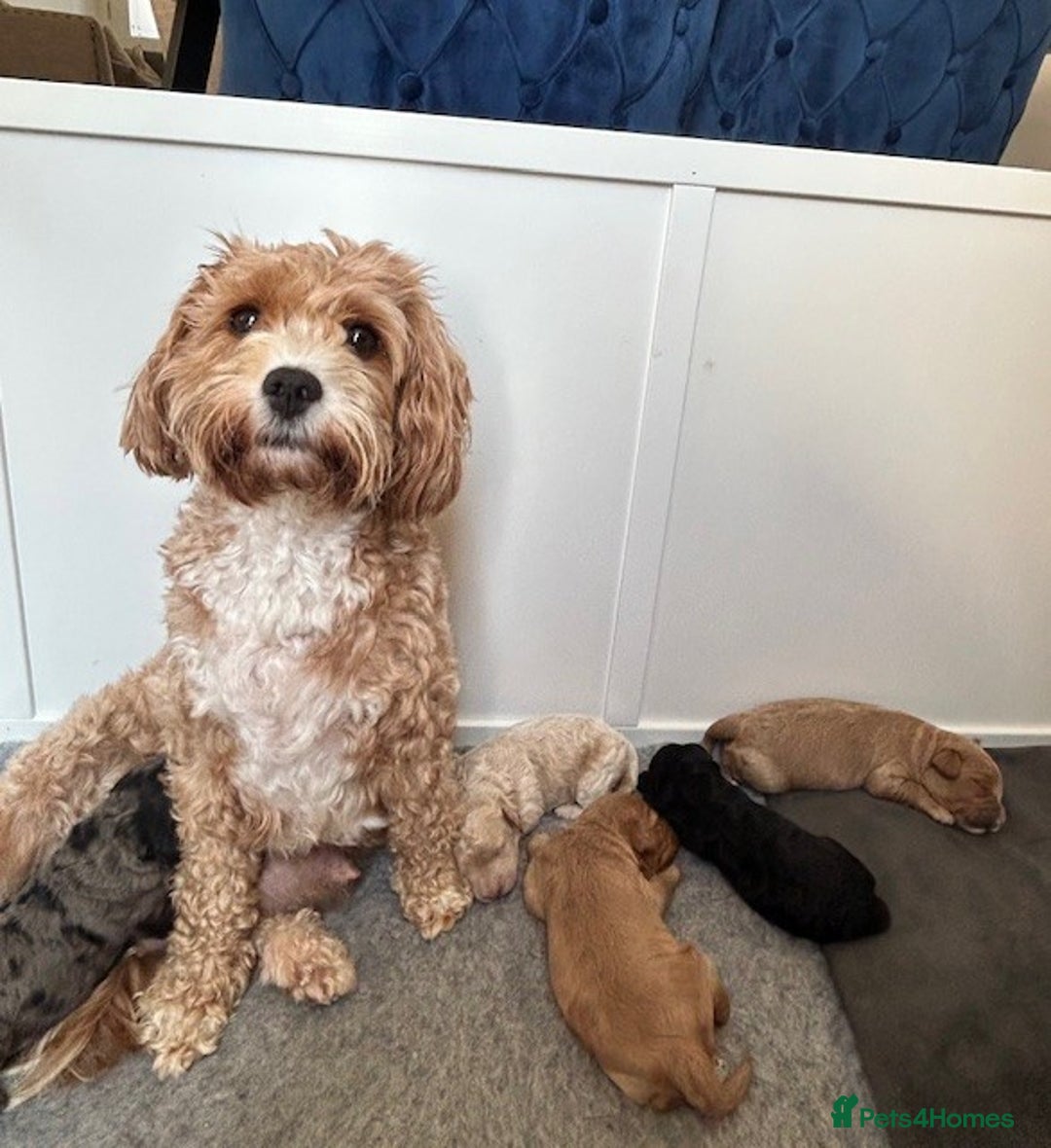 Cavapoo dogs for sale: 💕🐾 Tiny Paws, Big Heart 🐾💕Toy Cavapoo  - Image 12