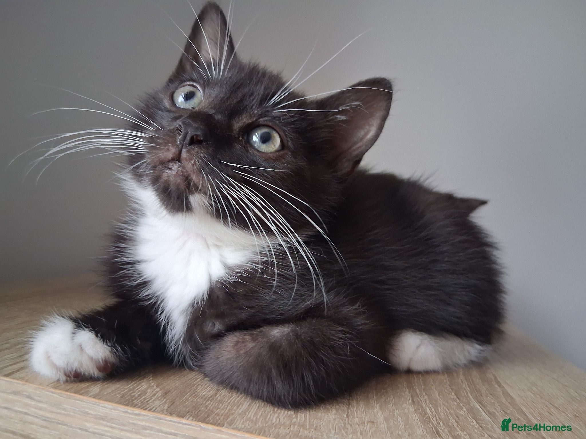 Mixed Breed cats 5 kittens ready to leave 19/08 - Advert 7