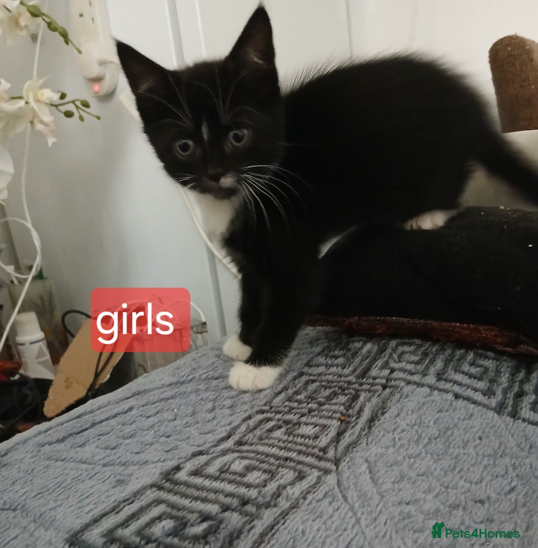 Mixed Breed cats for sale: Beautiful  kitten for sale  - Image 7
