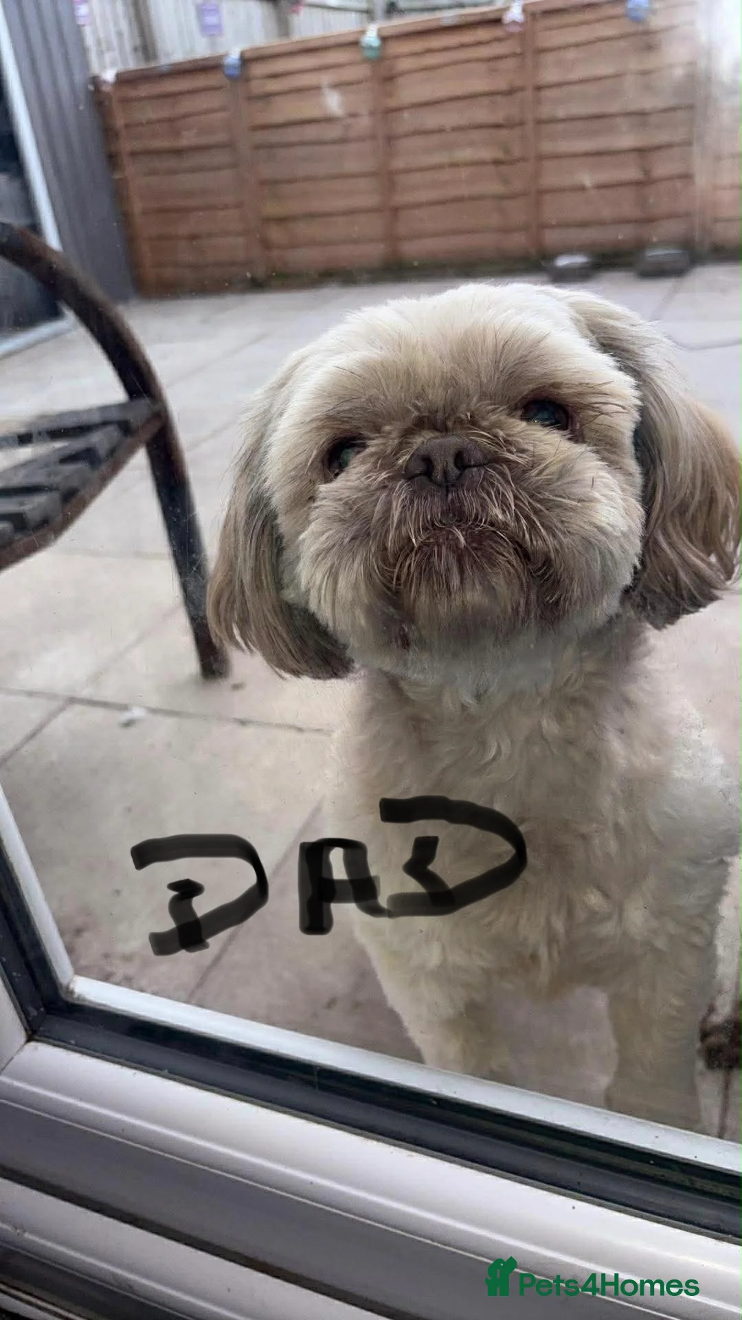 Shih Tzu dogs for sale: Shih tzu  - Advert 2