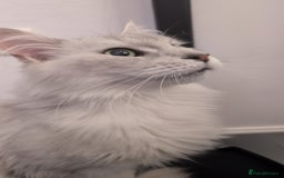 Maine Coon cats for sale: Female Maine coon needing home - Image 2