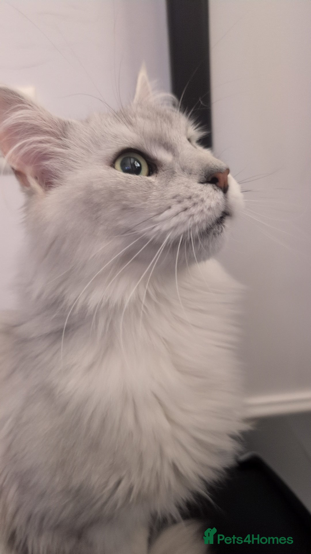 Maine Coon cats for sale: Female Maine coon needing home - Image 2