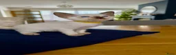 Siamese cats for sale: Siamese kittens  - Advert 18
