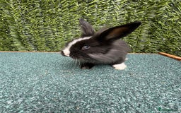 Mini Lion Lop rabbits for sale: Adorable Mini Lion Lops - Image 17