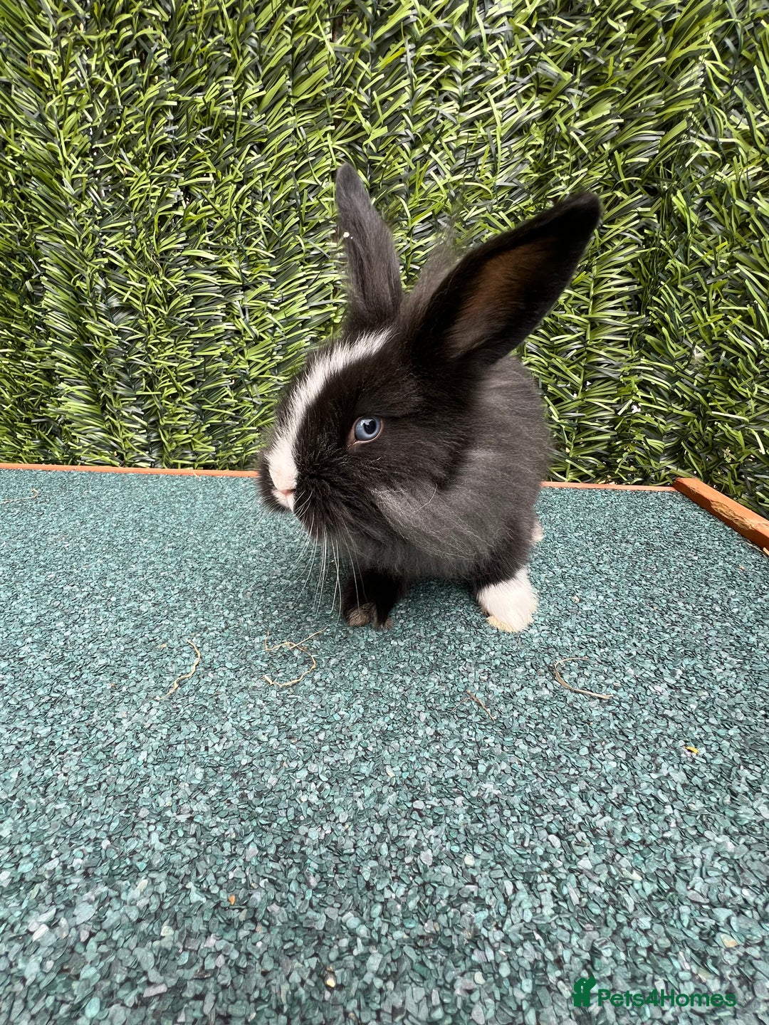 Mini Lion Lop rabbits for sale: Adorable Mini Lion Lops - Image 17