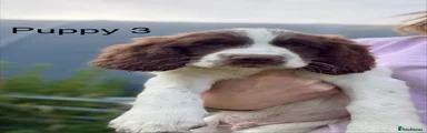 English Springer Spaniel 3