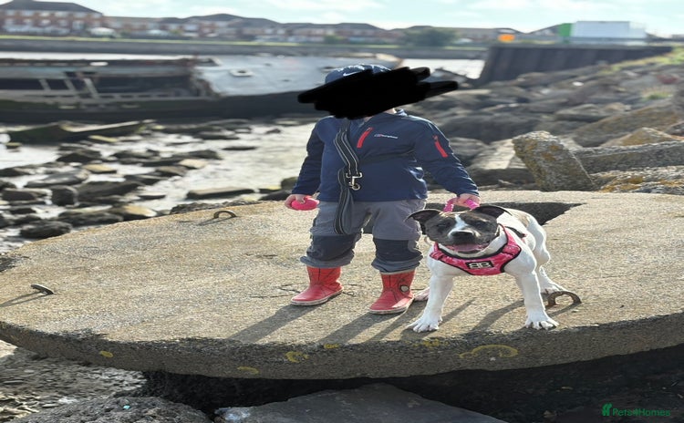 Mixed Breed dogs - Advert 11