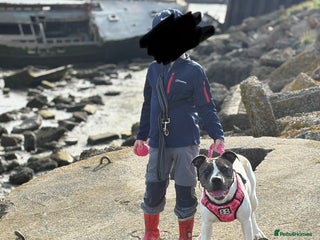 Mixed Breed dogs - Advert 7