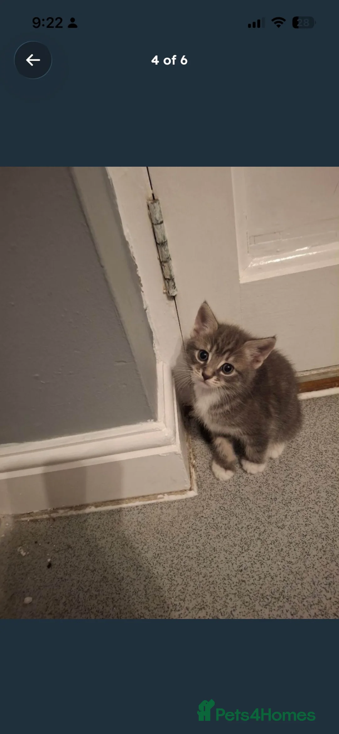 Mixed Breed cats for sale: Grey kitten 8 weeks old ready to leave now  in Worcester Park - Advert 2