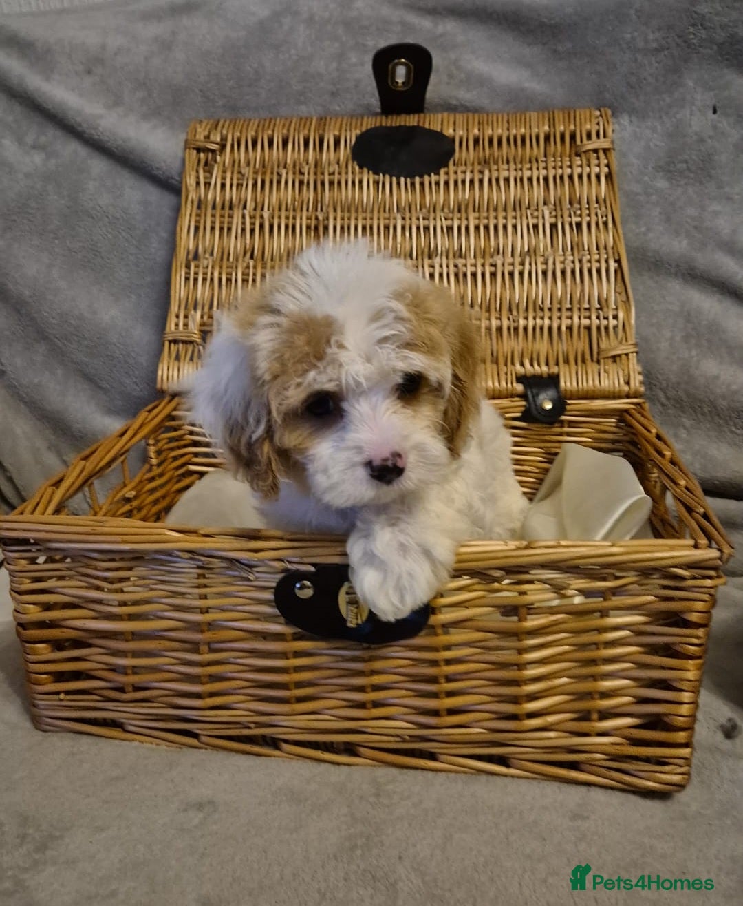 Cavapoo dogs Stunning Toy Cavapoo pups DNA Health tested CLEAR - Advert 15