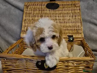 Cavapoo dogs Stunning Toy Cavapoo pups DNA Health tested CLEAR - Advert 15