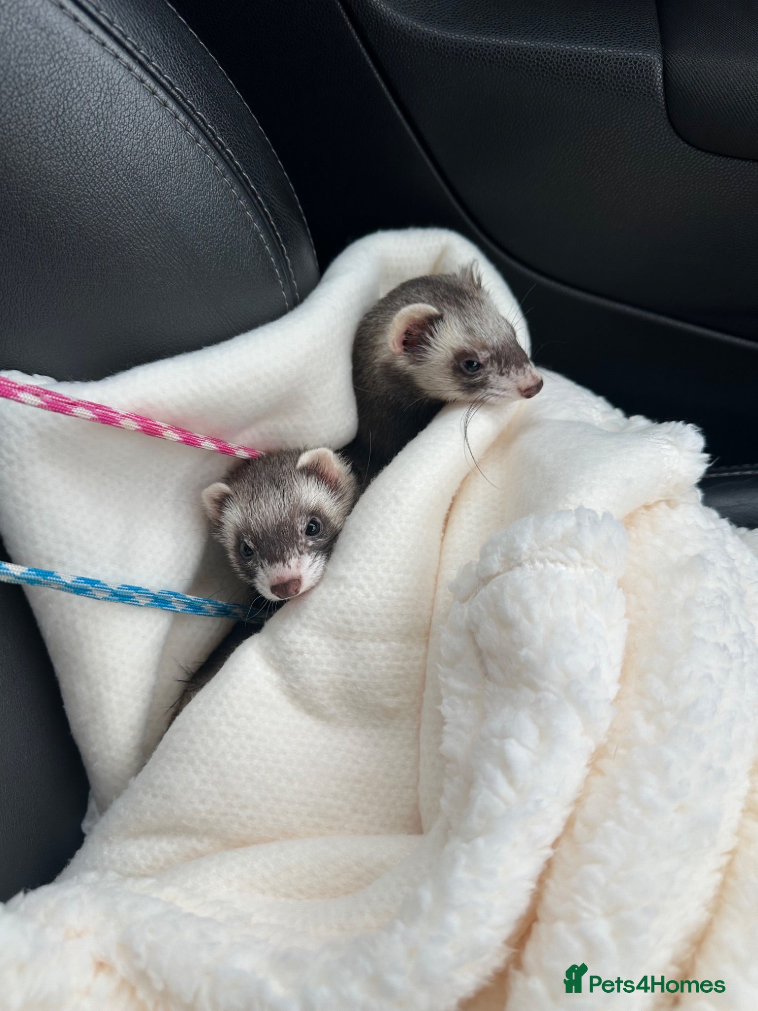 Ferret rodents 2 female ferrets - Advert 1