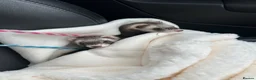 Ferret rodents for sale: 2 female ferrets in Whitstable - Advert 1