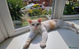 British Longhair cats for sale: Loki - cat for rehoming  - Image 1