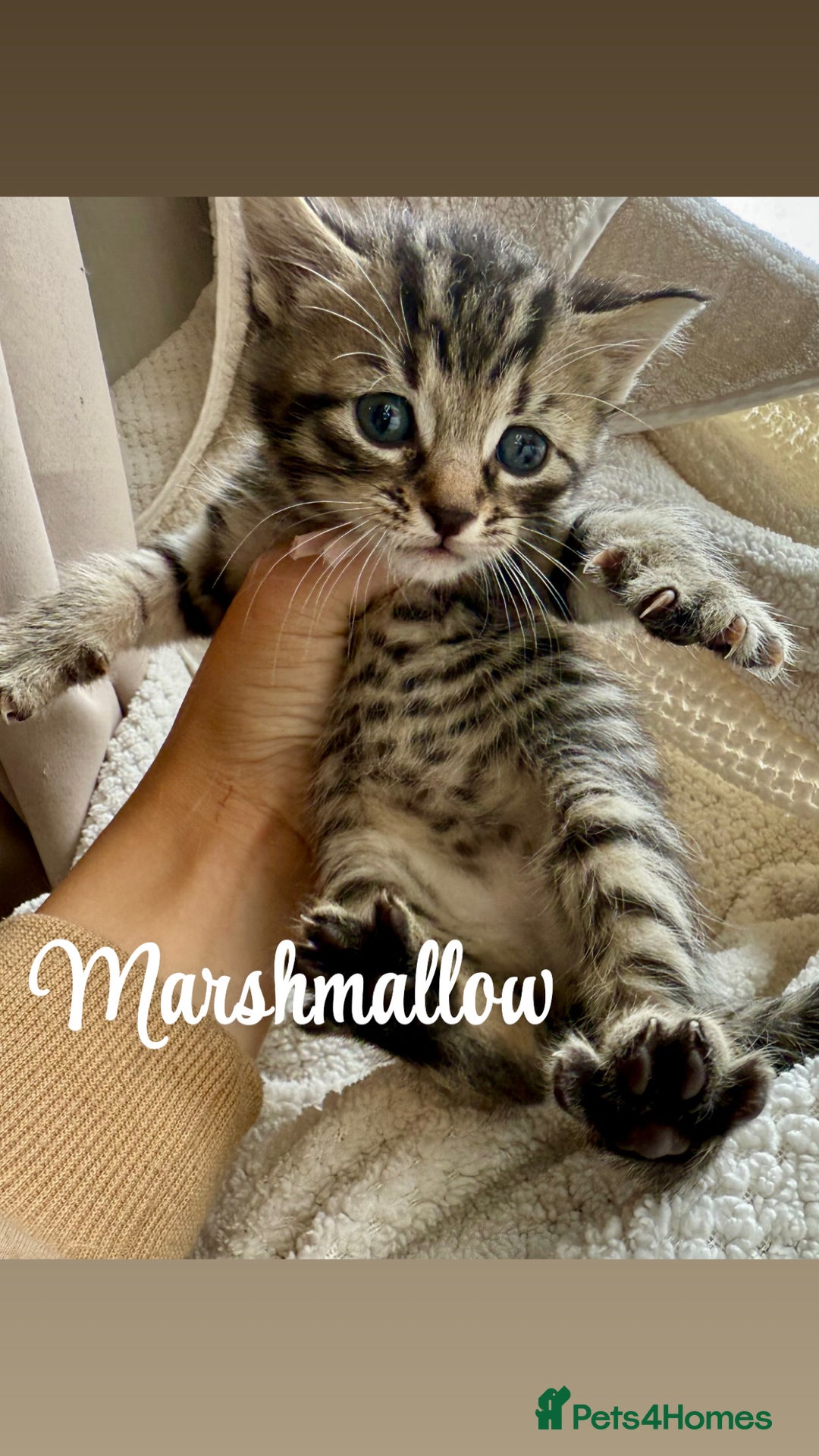Siberian cats for sale: Siberian x kittens  - Image 9