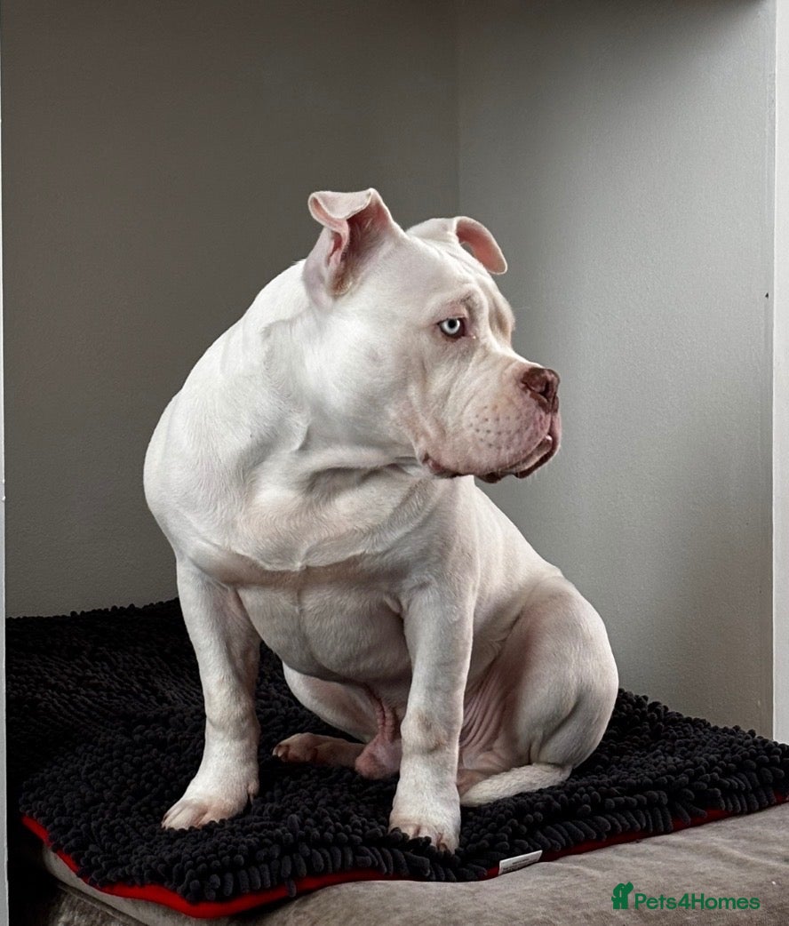 American Bully dogs American pocket bully (Dodger) - Advert 2