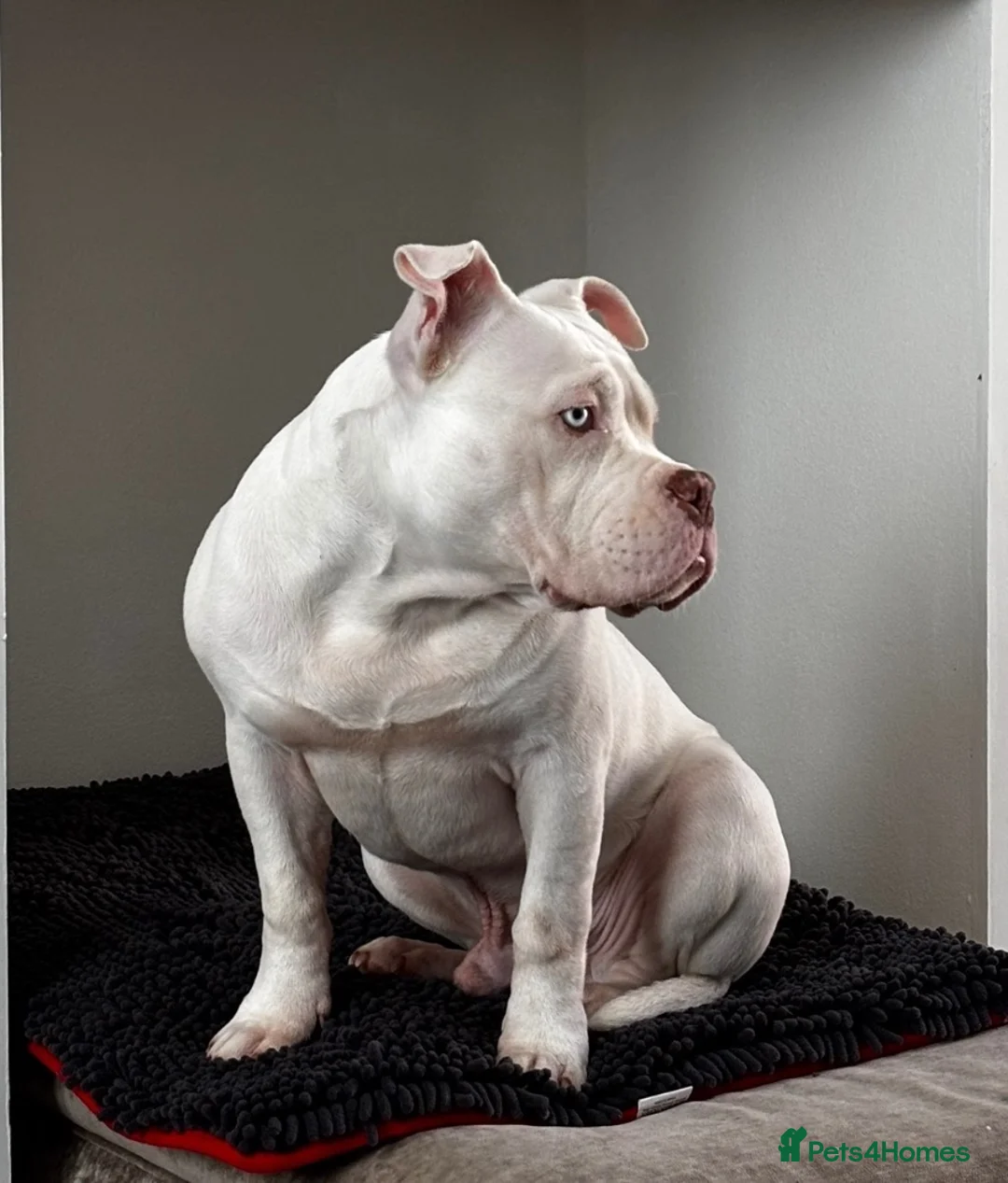 American Bully dogs for sale: American pocket bully (Dodger) - Advert 1