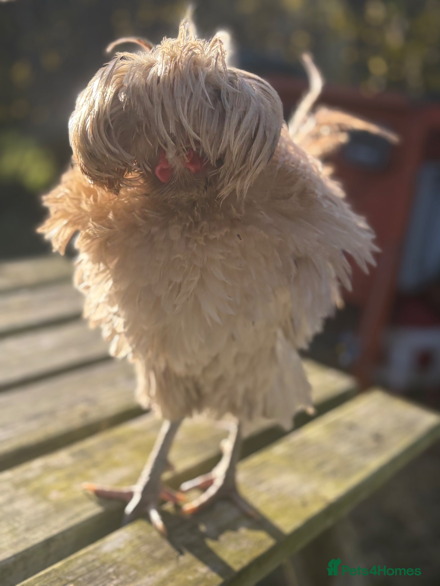 Chickens poultry Polish Frizzle Rooster - Advert 1