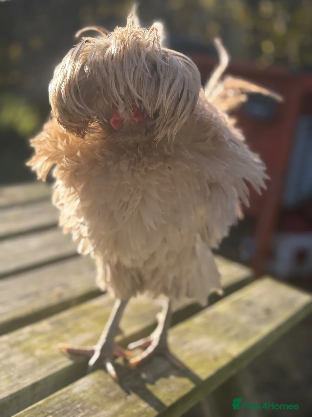 Chickens poultry for sale: Polish Frizzle Rooster - Advert 1