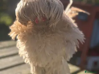 Chickens poultry Polish Frizzle Rooster - Advert 1