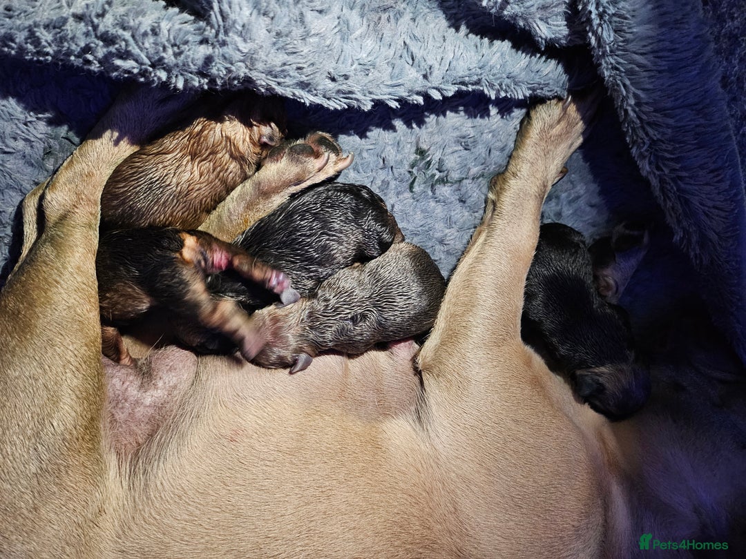 French Bulldog dogs for sale: Gorgeous french bulldogs - Image 32