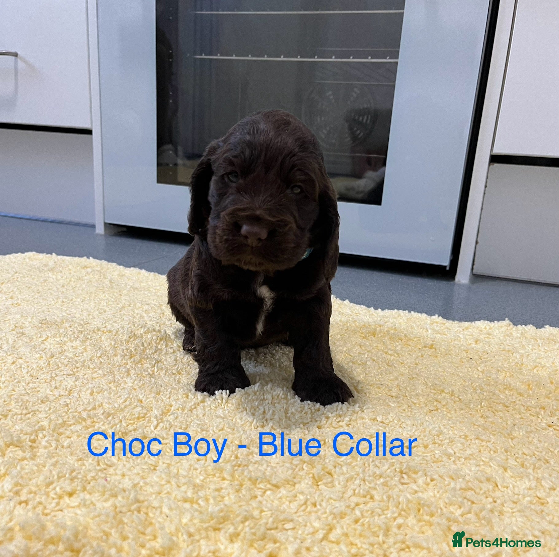 Cocker Spaniel dogs Beautiful Show Type Cocker Spaniel Puppies - Advert 1