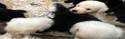 Old English Sheepdog dogs for sale: Fully health tested, KC registered OES - Advert 7