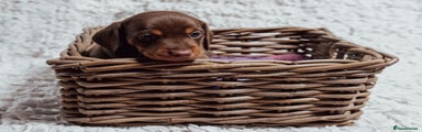 Miniature Dachshund Puppy 5