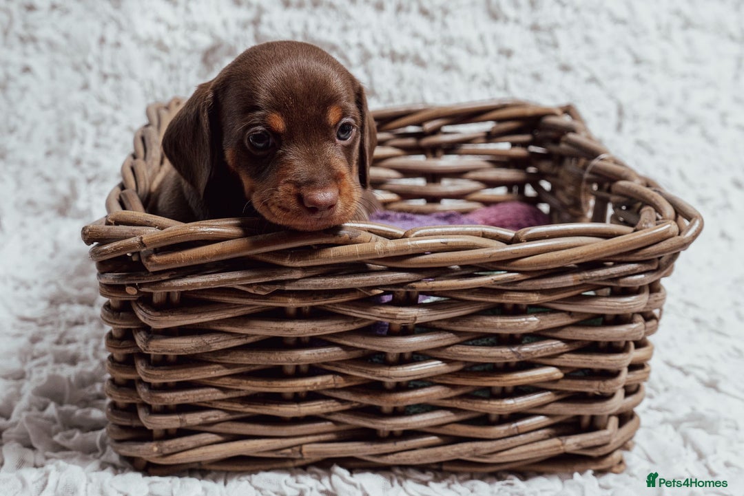 Miniature Dachshund dogs for sale: Daschund pups chocolate and chocolate dapple - Image 20