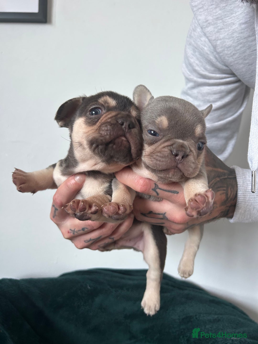 French Bulldog dogs for sale: KC REGISTERED FRENCH BULLDOG PUPPIES – BOYS 🐾 - Advert 2