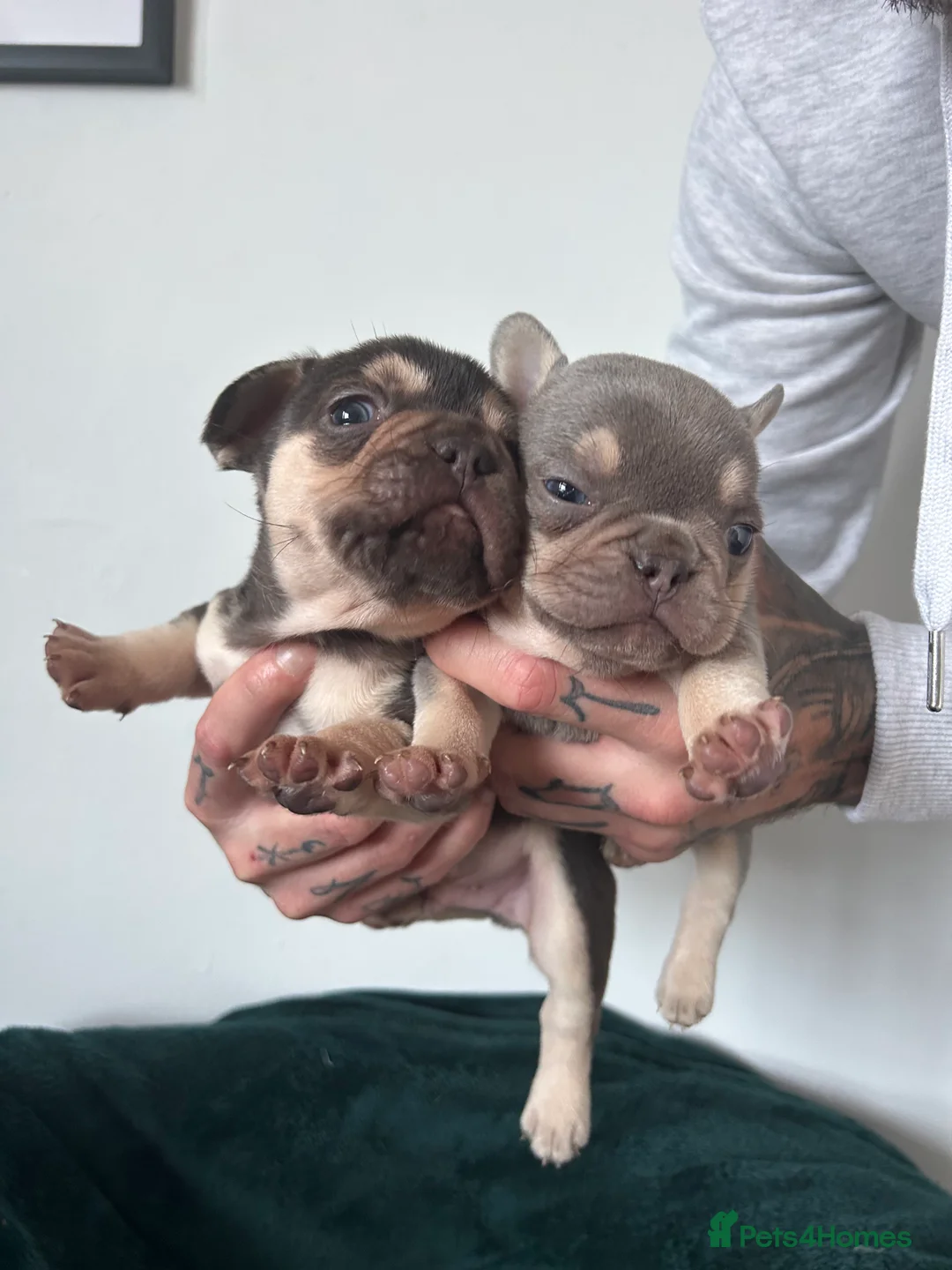 French Bulldog dogs for sale: KC REGISTERED FRENCH BULLDOG PUPPIES – BOYS 🐾 - Advert 2