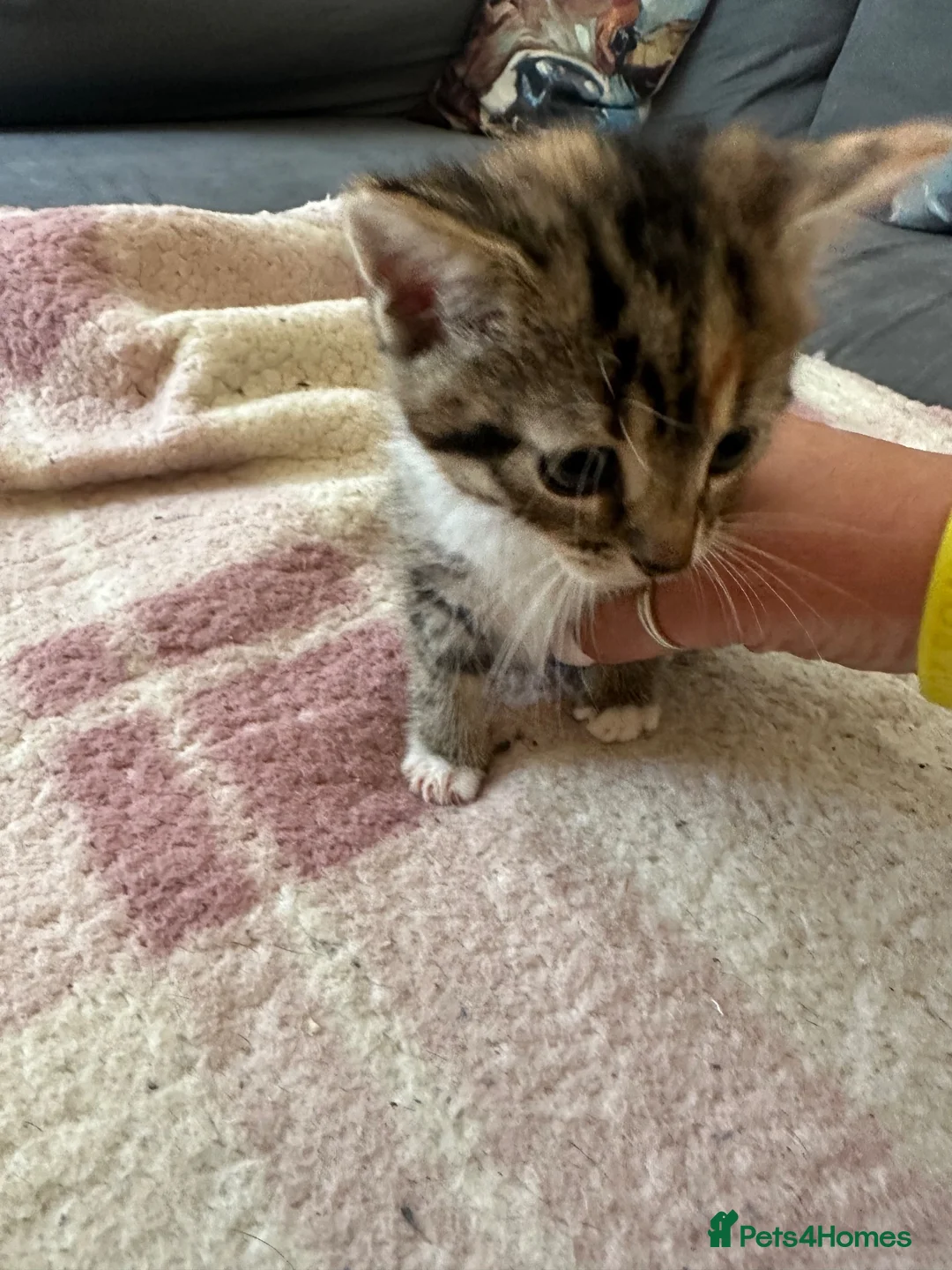 British Shorthair cats for sale: British shorthair x  - Advert 2