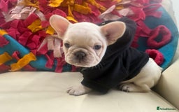 French Bulldog dogs for sale: 🐾 Beautiful French Bulldog Puppies 🐶 - Image 10