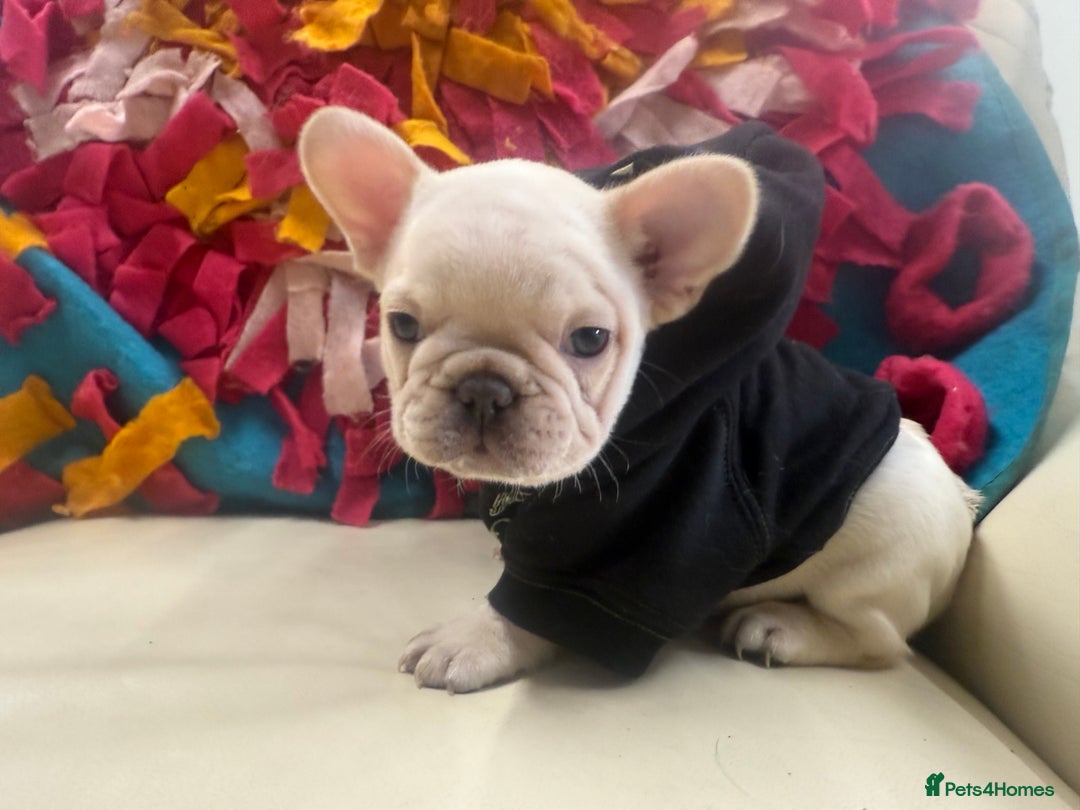 French Bulldog dogs for sale: 🐾 Beautiful French Bulldog Puppies 🐶 - Image 10
