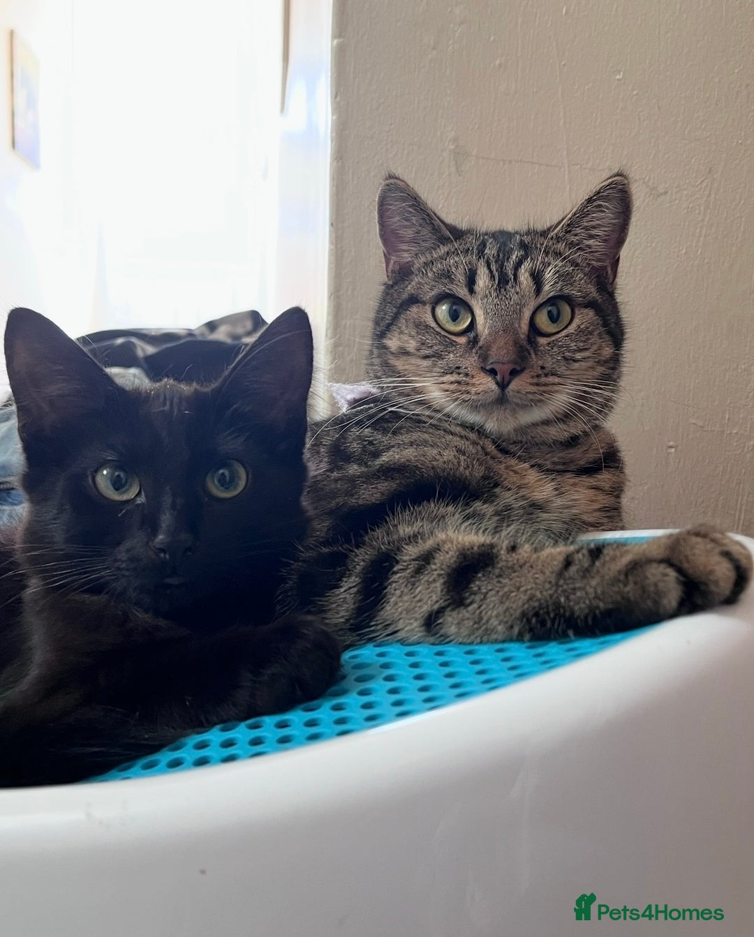 Mixed Breed cats for sale: Beautiful grey, tabby and black kittens  - Advert 13