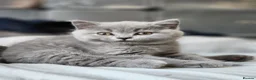 British Shorthair cats for sale: ✨️Stunning British Shorthair Blue Kitten ✨️ - Advert 1