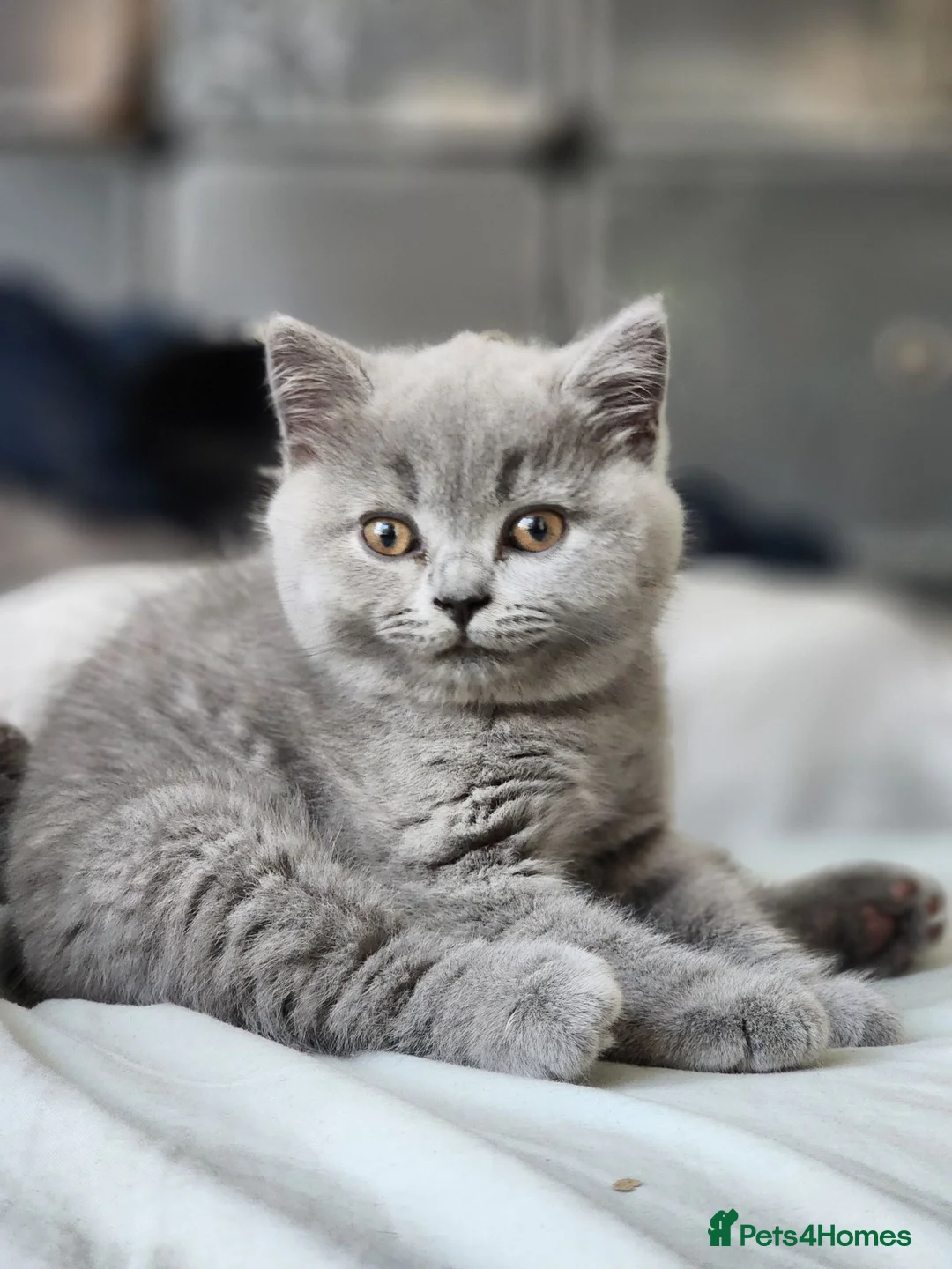British Shorthair cats for sale: ✨️Stunning British Shorthair Blue Kitten ✨️ - Advert 1
