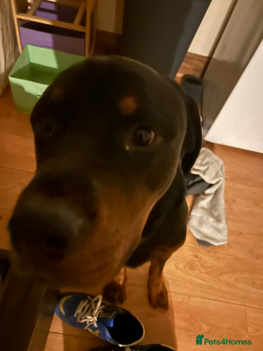 Rottweiler dogs for adoption: Kakarot - Advert 10