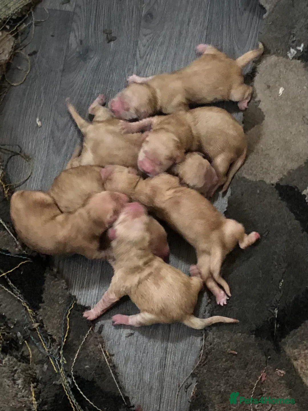 Golden Retriever dogs for sale: Kc health tested. Gold/Red retriever puppies  in Prestatyn - Advert 4