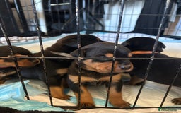 Rottweiler dogs for sale: 2x boys and 6x girls Rottweiler pups  - Image 3