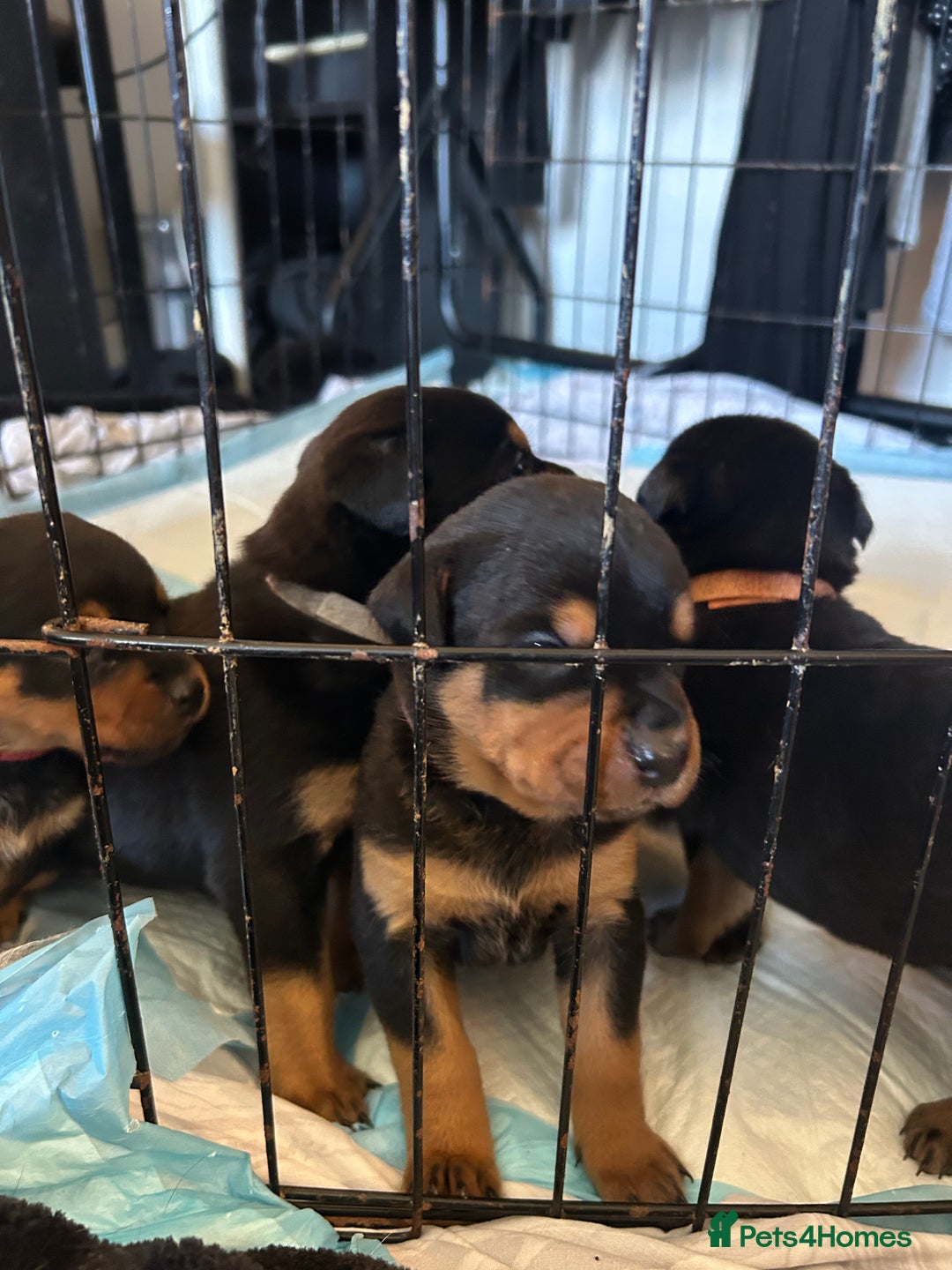 Rottweiler dogs for sale: 2x boys and 6x girls Rottweiler pups  - Image 3