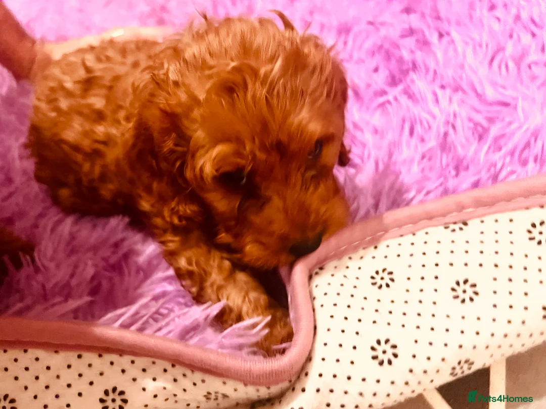 Cockapoo dogs for sale: Stunning 🐶 Cockapoo Puppies - Advert 23