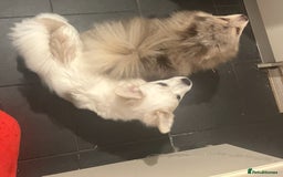 Mixed Breed dogs for sale: Adorable bitch 6 months old Pomsky  - Image 4