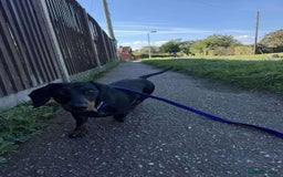 Miniature Dachshund dogs for adoption: Remi. Hingham Norfolk  - Image 9