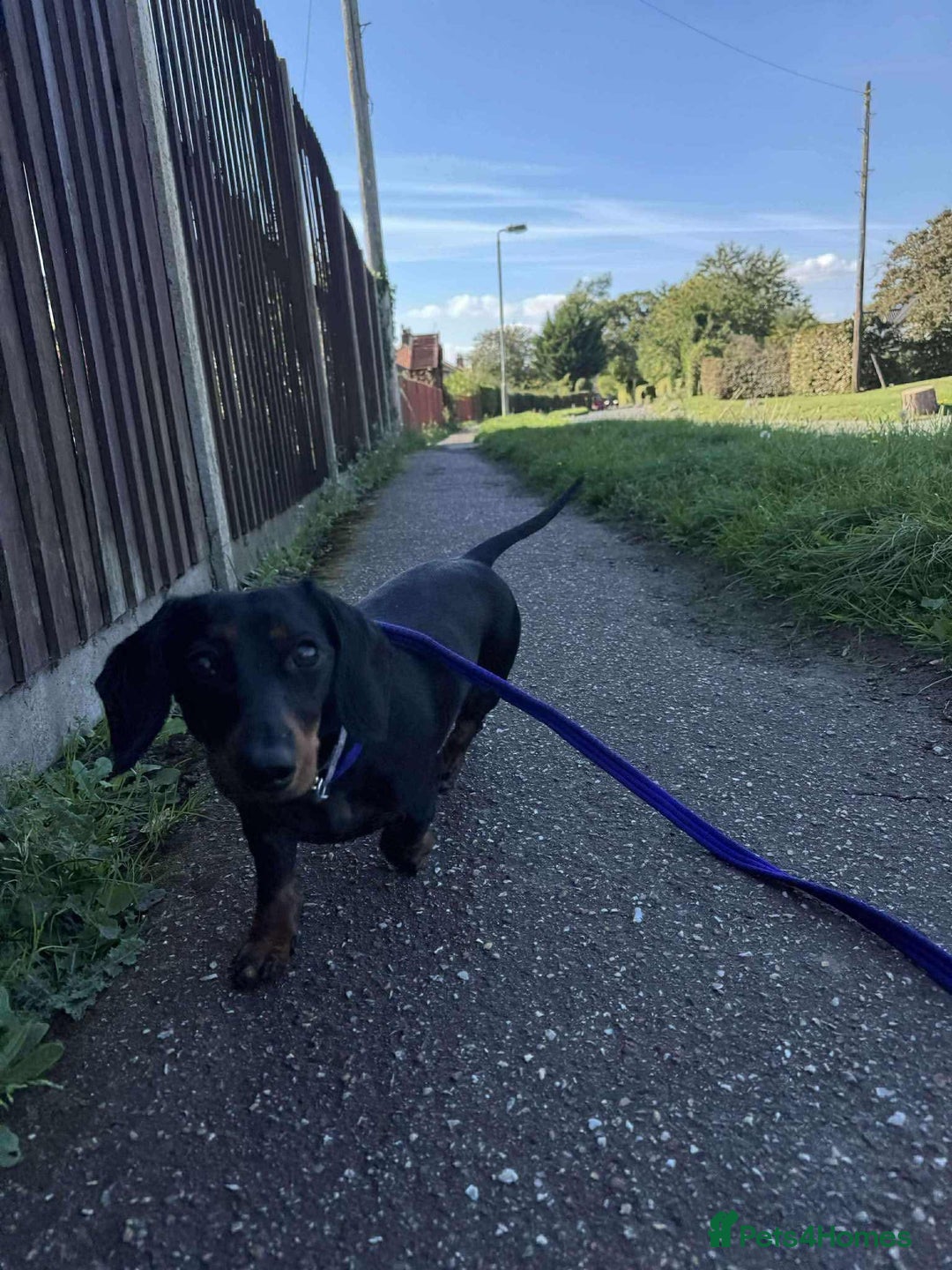 Miniature Dachshund dogs for adoption: Remi. Hingham Norfolk  - Image 9