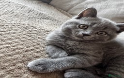 British Shorthair cats for sale: BeautifulScottish folds Ready now! Quality kittens - Image 35