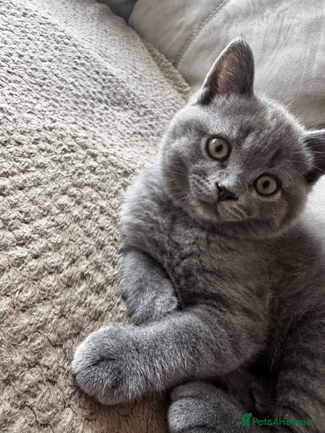 British Shorthair cats for sale: BeautifulScottish folds Ready now! Quality kittens - Image 35