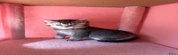 British Longhair cats for sale: gorgeous kittens Looking for a lovely home - Advert 21